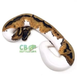 pied ball pythons for sale