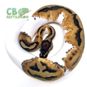 pied ball python for sale