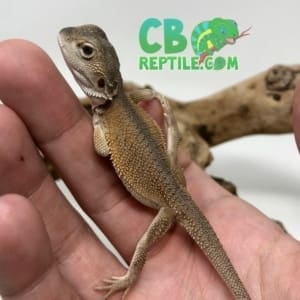 witblit bearded dragon