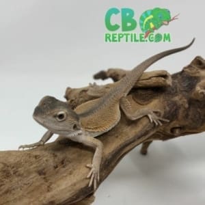 Witblit Bearded Dragon for sale