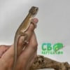 Witblit Bearded Dragon for sale