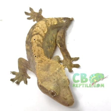 flame crested gecko for sale