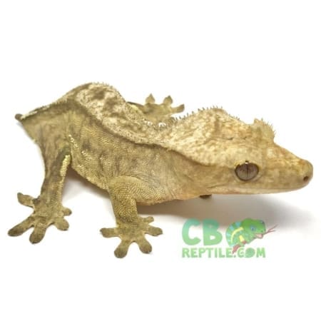 brindle crested gecko
