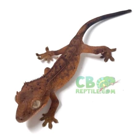 red dalmatian crested gecko for sale