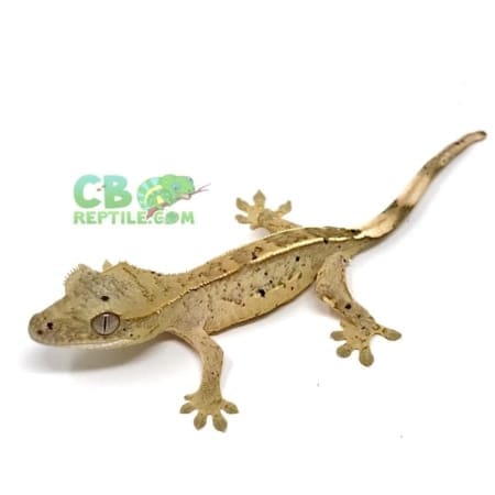 Super Dalmatian crested gecko