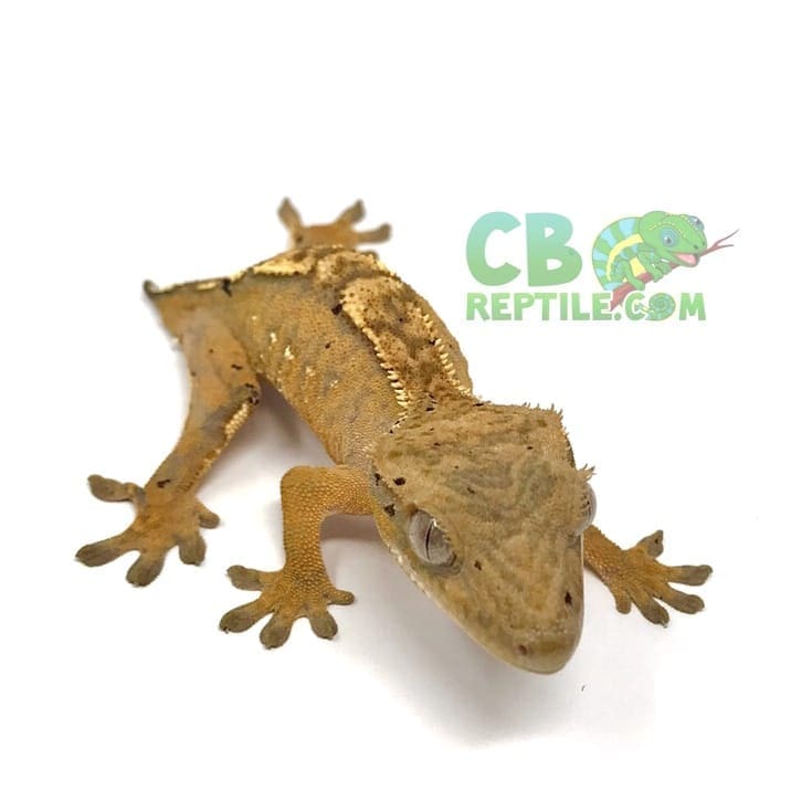 crested gecko mat