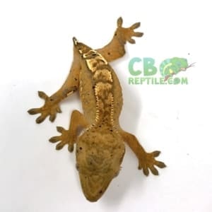 Flame Crested gecko morph