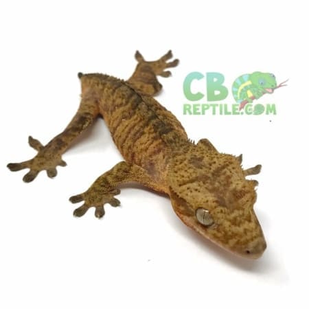 extreme tiger crested gecko for sale