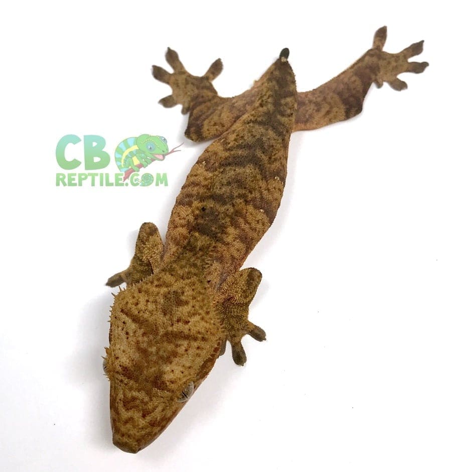 tiger crested gecko for sale