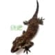 orange blotch gargoyle gecko