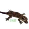 orange blotch gargoyle geckos for sale