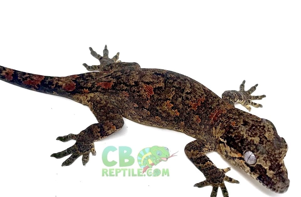 orange blotch gargoyle geckos for sale