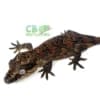 orange blotch gargoyle gecko for sale