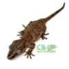 reticulated orange blotch gargoyle gecko for sale