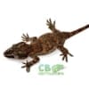 orange blotch gargoyle geckos for sale