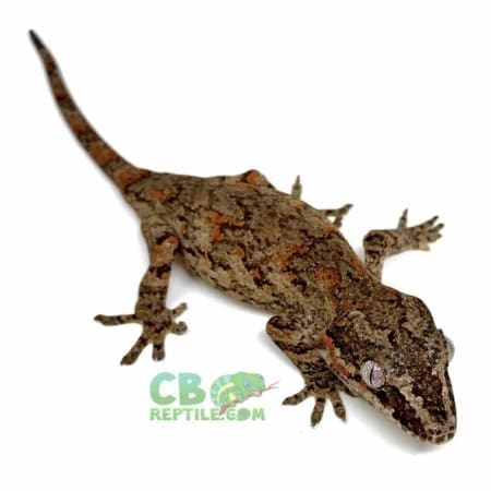 orange blotch gargoyle gecko for sale