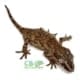 orange blotch gargoyle gecko for sale