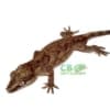 red blotch gargoyle gecko for sale