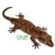reticulated red blotch gargoyle geckos for sale