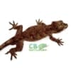 reticulated red blotch gargoyle gecko for sale