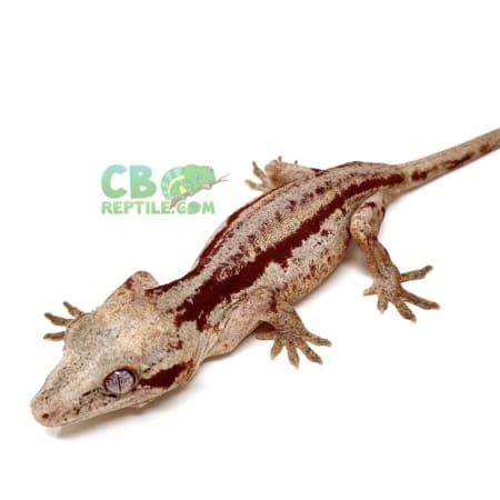 red striped gargoyle geckos for sale