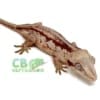 red striped gargoyle gecko