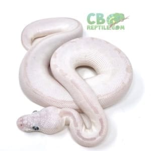 blue eyed Leucistic ball python