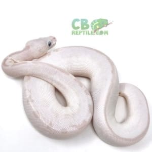 blue eyed Leucistic ball python for sale