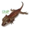 striped gargoyle gecko for sale