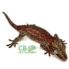 gargoyle gecko for sale