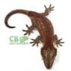 red striped gargoyle gecko for sale