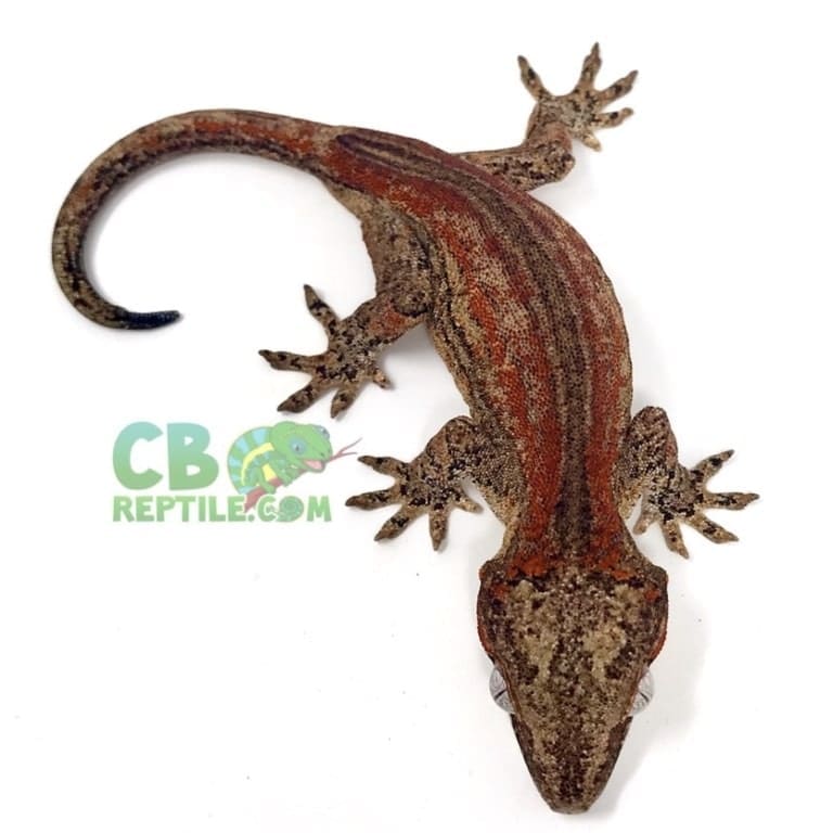 Gargoyle gecko for sale online buy baby gargoyle geckos for sale cheap