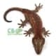 red striped gargoyle gecko for sale