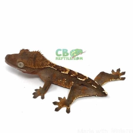 halloween Crested gecko for sale