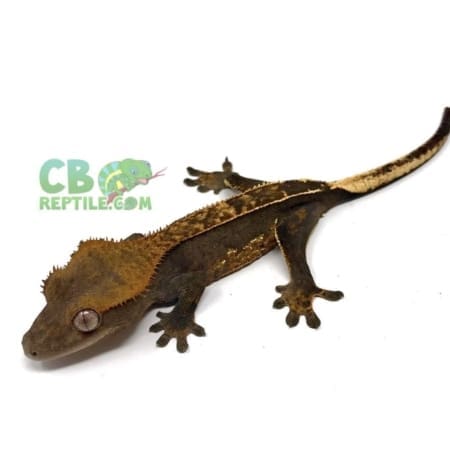 harlequin crested gecko for sale
