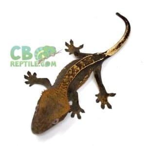 harlequin crested gecko