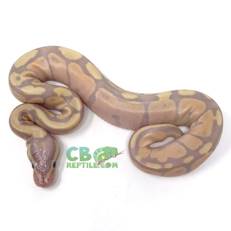 male Banana Fire ball python for sale baby Banana ball python