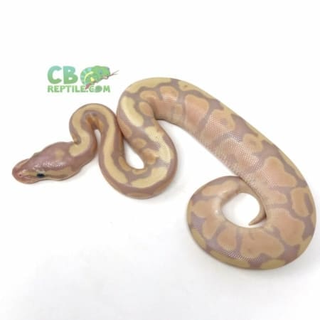 Banana Fire ball python
