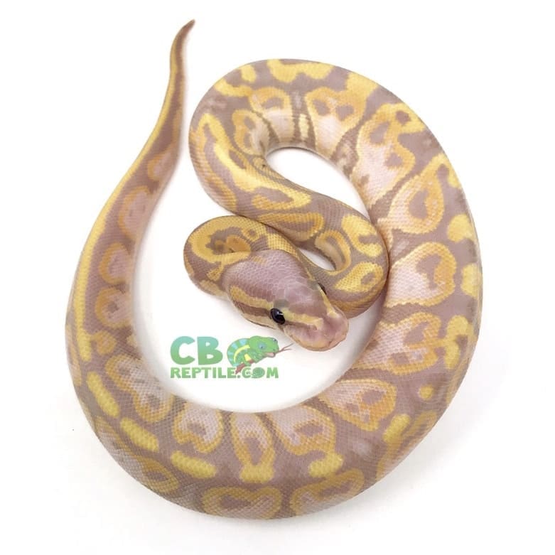 Female Banana Mojave Ball Python for sale Banana ball python