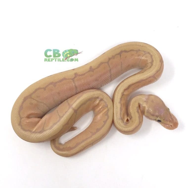 Male Banana Pinstripe ball python for sale baby Banana ball python