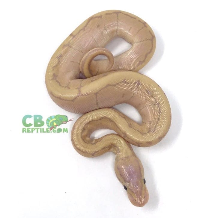 Male Banana Pinstripe ball python for sale baby Banana ball python