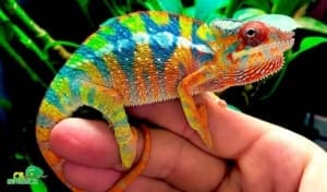 panther chameleon enclosure