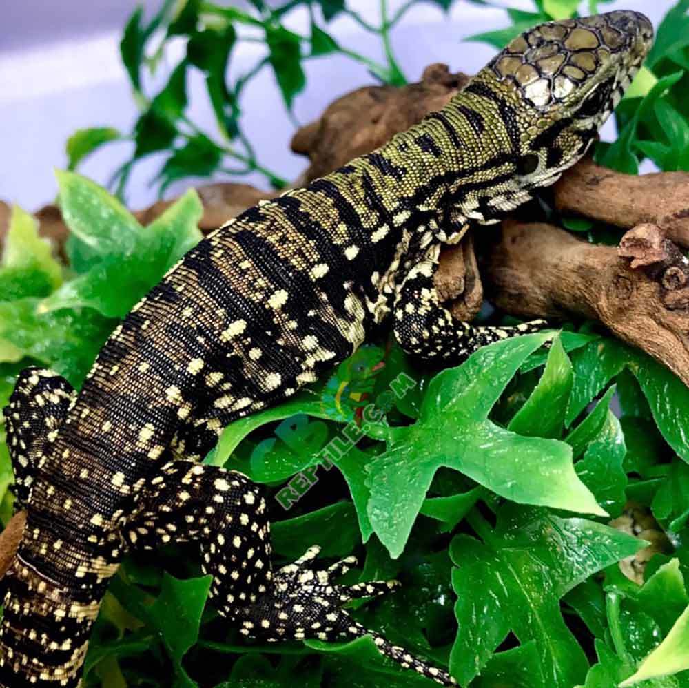 best substrate for Argentine Tegu