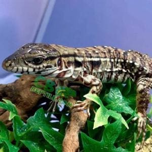 Argentine tegu lifespan