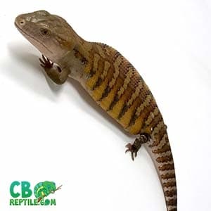 blue tongue skinks for sale