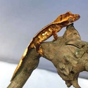 crested gecko size