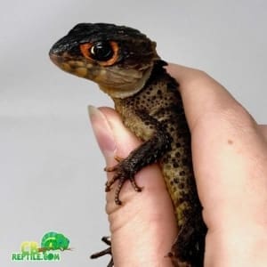 crocodile skink humidity