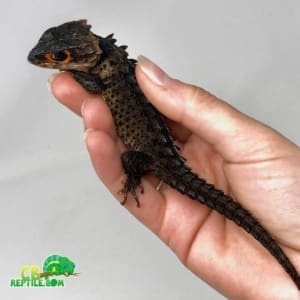 red eyed crocodile skink size