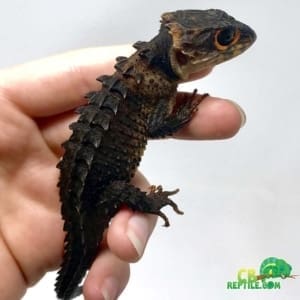 crocodile skink temperature