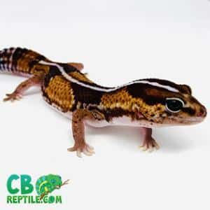 fat tailed gecko breeders